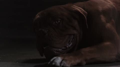 Turner and Hooch "We came here to question him" scene