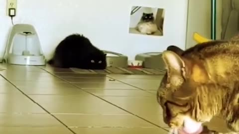 Cat Meme Funny Video Moment Short #shorts #cat #cats #funnyvideo #funny #memes #animals