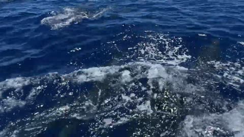 spinner and bottlenose dolphins