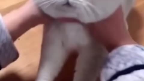 funny cat videos