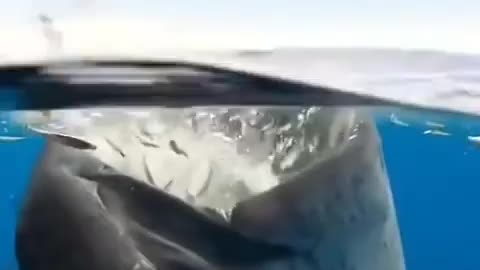 Whale-d Footage Of Breaching Beasts Next To Boat