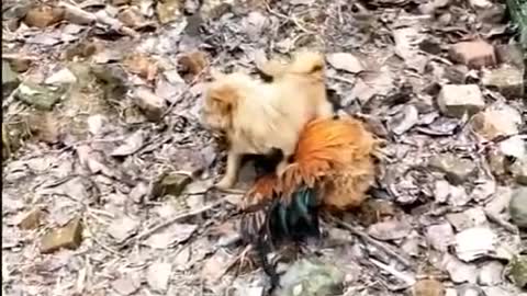 Chicken vs dog fight vid