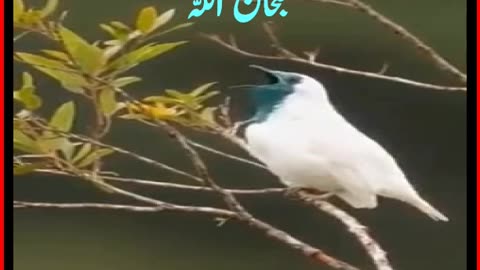 Wonder bird #birds #birds produces every 8th sound.#smokebird #bird