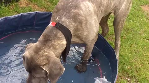 PROPER Dog Training. Mastiff X puppy Blu