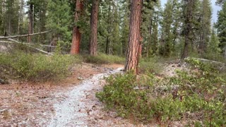 Light Dusting of Snow in Pine Forest – Central Oregon – Edison Sno-Park