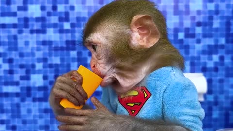 Funny Monkey Video