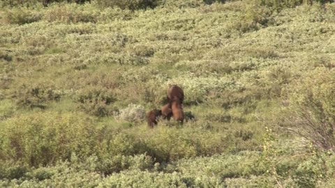 Grizzly Cubs Wrestle and Play in a Field