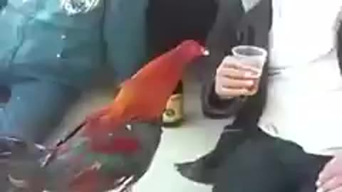 Rooster drinking beer, gallo tomando cerveza