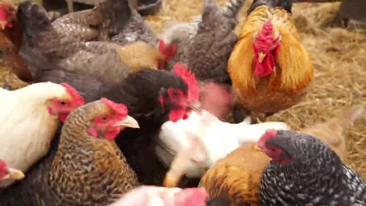 Chickens go crazy for corn dogs and chase each other for the last bite.