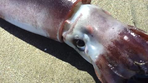 'Breathing' Giant Beached Squid