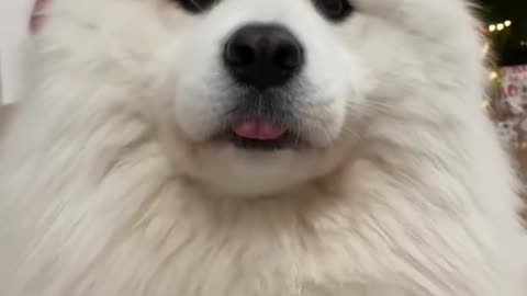 cute dog funny moments
