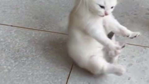 Cute little milk cat