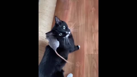 MOST FUNNIEST CATS 2022 😂🤣😋 | THIS VIDEO MAKE YOU HAPPY 😉