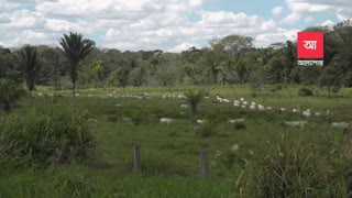 রহস্যময় অ্যামাজন বন The Amazon- Largest Rainforest In The World