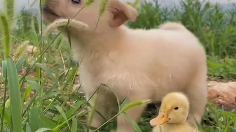 Dogs and ducks