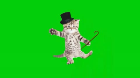 Funny 🤣😁 beautiful 🥰 cute 🥰 cat dancings video...