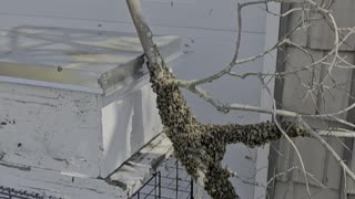 Swarming Bees Honey bees Italian honey bees in SWARM MODE