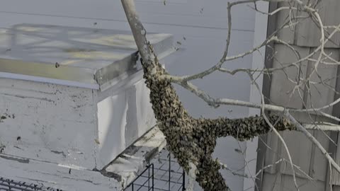 Swarming Bees Honey bees Italian honey bees in SWARM MODE