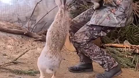 A funny Movement of Rabbits Fighting