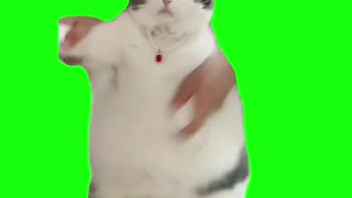 Cat Dancing to Wop | Green Screen