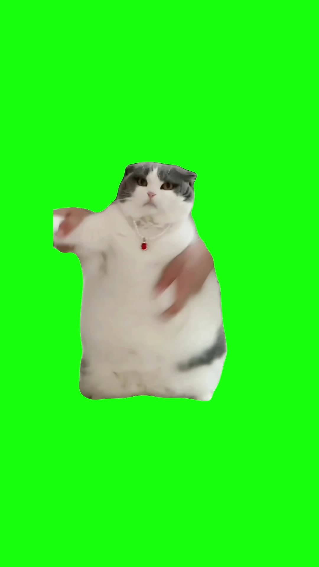 Cat Dancing to Wop | Green Screen