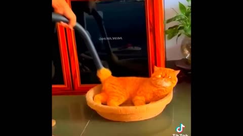 Funny Cats Memes 2023 🐶 - Funniest Animals Video | Blunder Island