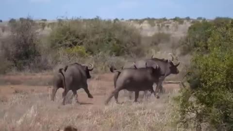 Most Amazing Moments Of Wild Animal