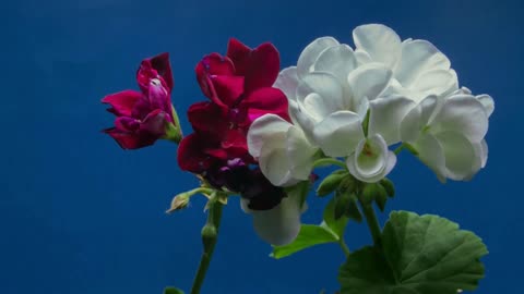 White and red floral beauty