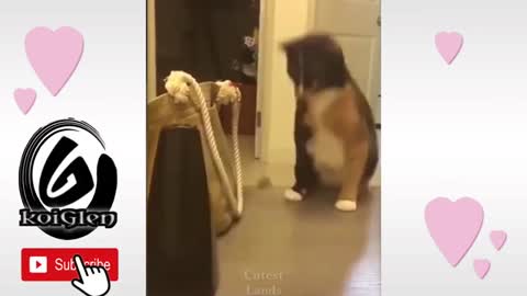 FUNNY DOGS♡☆FUNNIESTDOGS & CAT AT HOME