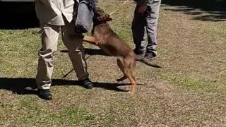 14 week Belgian Malinois puppy doing bite work. I LOVE his drive!!!