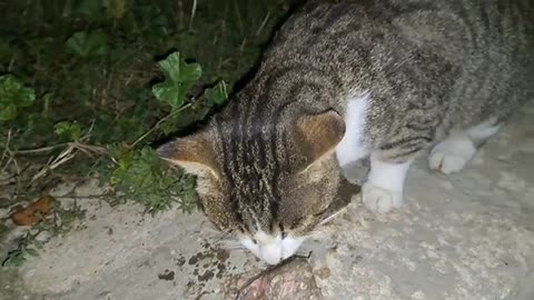 I gave chopped meat to a street cat.