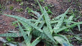 O que é Aloe vera? Você sabe o que é Aloe vera - Aloe vera é Babosa