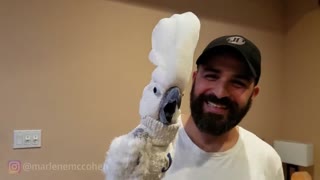 MY PARROTS FUNNIEST MOMENTS COMPILATION