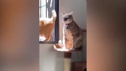 Funny cat videos 😽😽😽😾😾😹😹