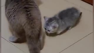 Mommy cat loves kitten