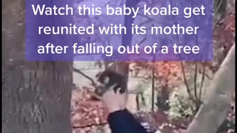 Watch this baby koala get reunited with its mother after falling out of a tree