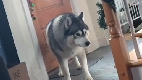 Funny huskies videos try not to laugh