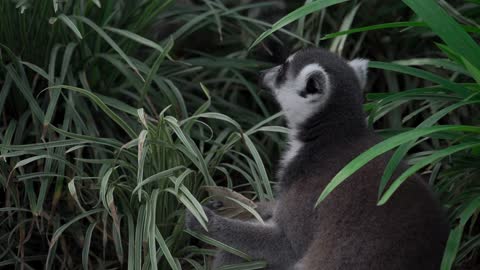 Cute Lemur Eating