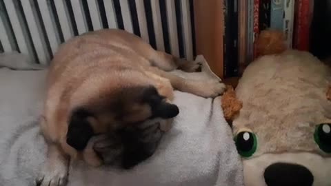 PangPang the pug sleepy with chubby friend.