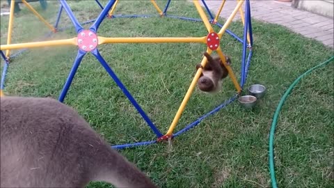 Baby Sloth animal funny videos
