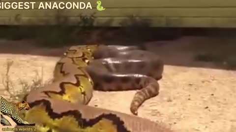 biggest anaconda #animalsworlds2#animals#animalwild