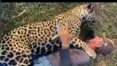 CRUELTY! Man kills jaguar in Pantanal and brags about the crime. WATCH VIDEO