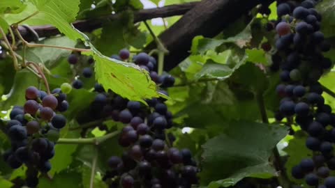 Black grape vine and harvest