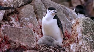 How krill fishery threatens Antarctic wildlife