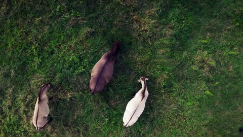 A herd of wild horses tarpan drone shooting