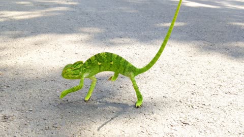 Chameleon is walking through the road