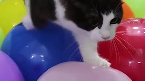 Cat On Baloon