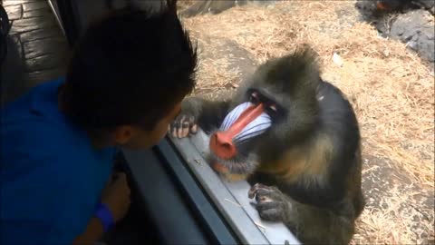 Baboon shows off funny faces