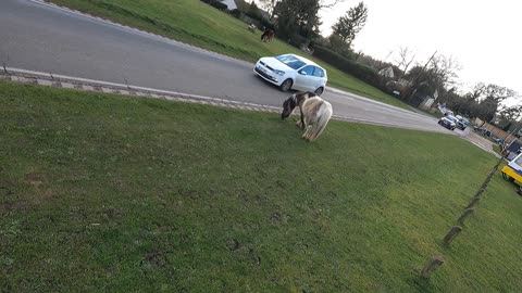 Shetland pony.. new forest 25th Feb 2022