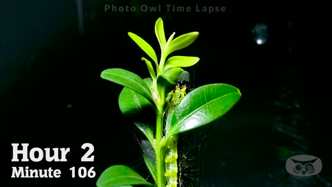 Invasive Caterpillar Time Lapse [4K]